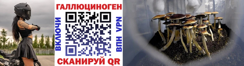 купить наркотик  Новосиль  Галлюциногенные грибы Cubensis 